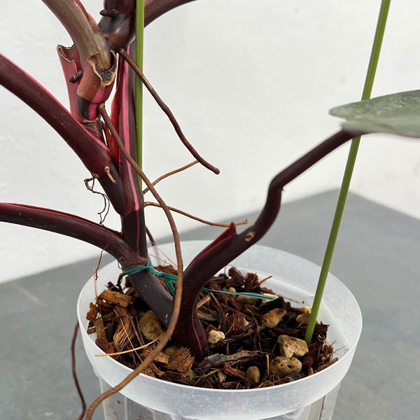 園芸ネット本店｜フィロデンドロン：ピンクプリンセス 4号ねこチップ