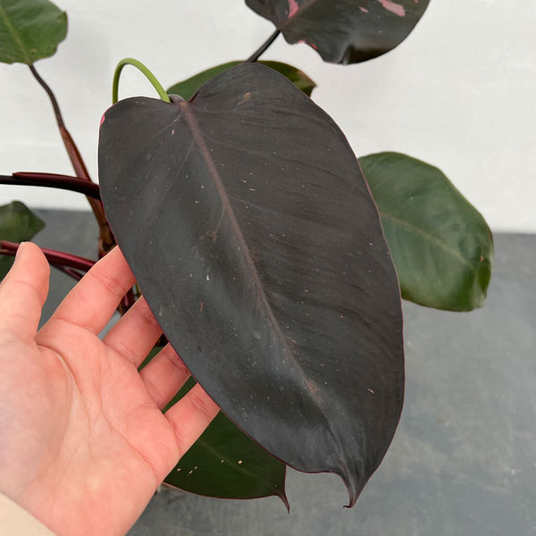 園芸ネット本店｜フィロデンドロン：ピンクプリンセス 4号ねこチップ