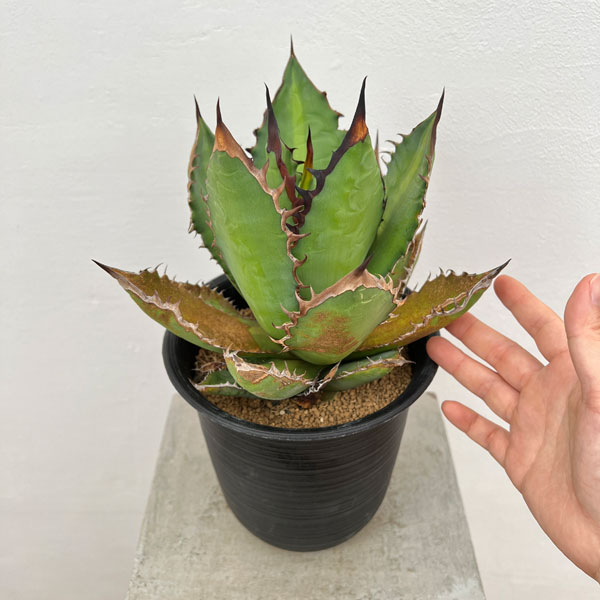 園芸ネット本店｜アガベ：チタノタ ブラック ファイヤー 5号鉢植え の