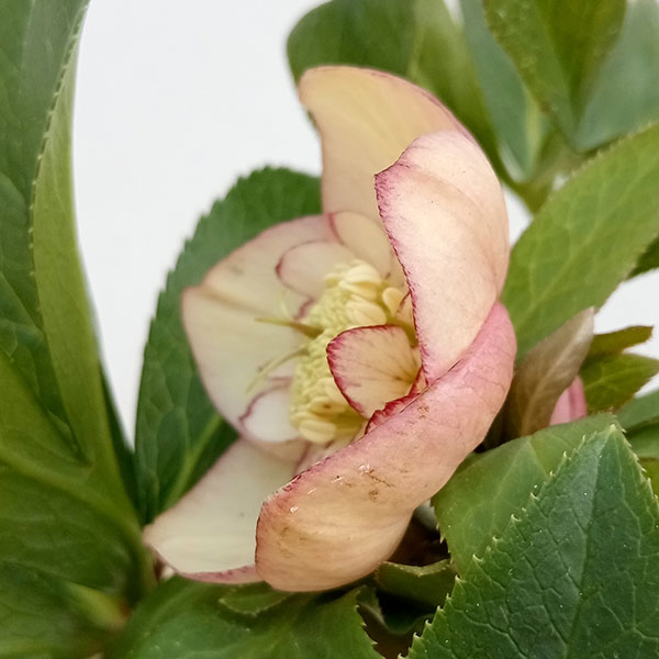 園芸ネット本店｜クリスマスローズ：*アプリコットオーケストラ4.5号