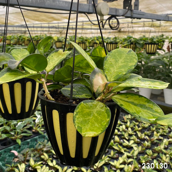 園芸ネット本店｜ホヤ：オーストラリス リサ 5号吊鉢 の通販【公式】