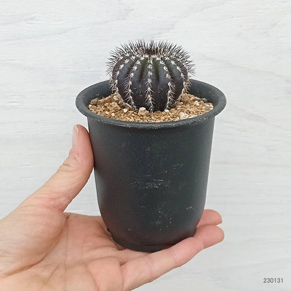 園芸ネット本店｜[ザ・ファームセレクト]ユーベルマニア