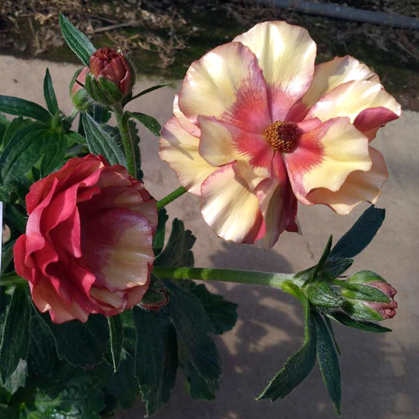 園芸ネット本店｜ラナンキュラス：サラセレネ イパリオン5号鉢植え の