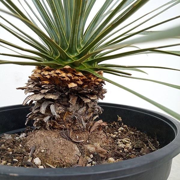 園芸ネット本店｜ユッカ：ロストラータ 8号23-02 の通販【公式】