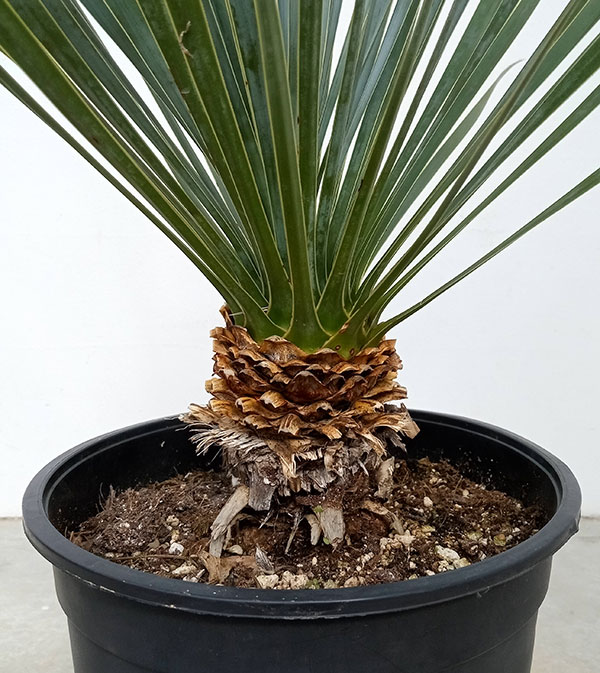 園芸ネット本店｜ユッカ：ロストラータ 8号23-01 の通販【公式】