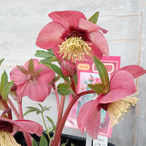 園芸ネット本店｜高正園さんのクリスマスローズ：23-23シングル