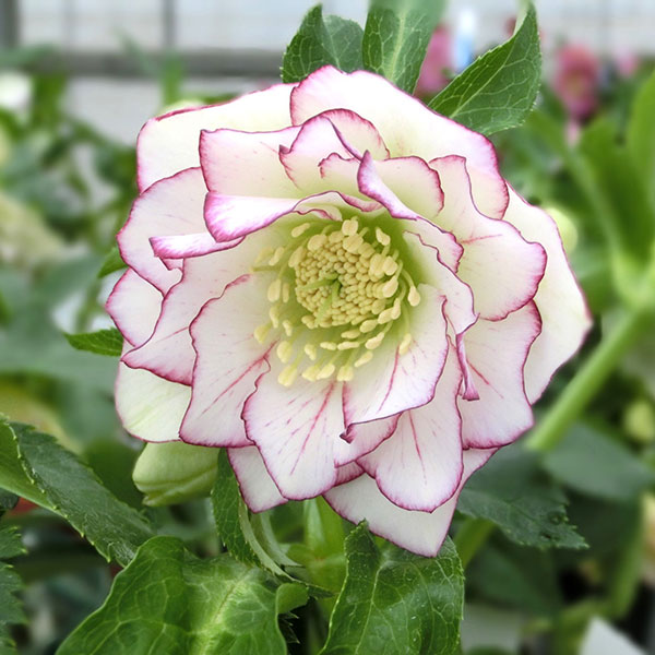 園芸ネット本店｜クリスマスローズ：花衣（はなごろも）5号ポット の