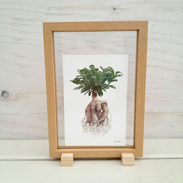 園芸ネット本店｜（わけあり特価）ボタニカルアート：ガジュマル