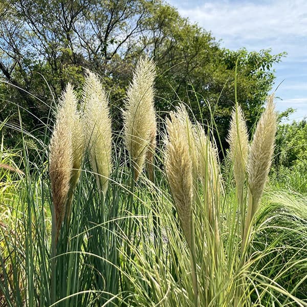 園芸ネット本店｜パンパスグラス：タイニーパンパス10号鉢植え の通販