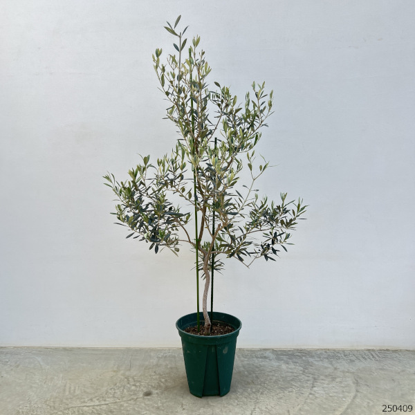 園芸ネット本店｜オリーブ：バロウニ 8号鉢植え の通販【公式】