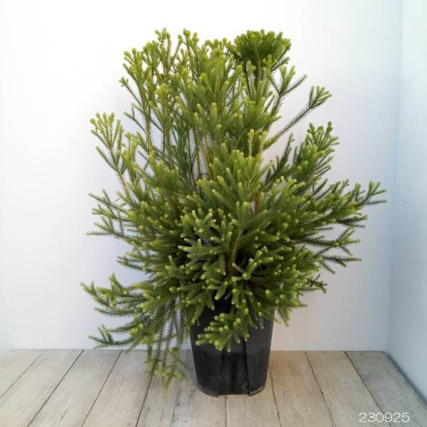 園芸ネット本店｜バーゼリア：ラヌギノーサ8号鉢植え の通販【公式】