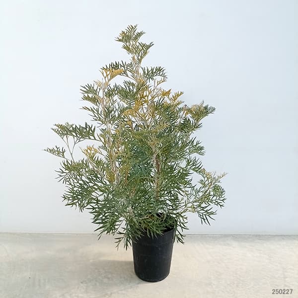 園芸ネット本店｜グレビレア：ピーチズアンドクリーム6号鉢植え の通販