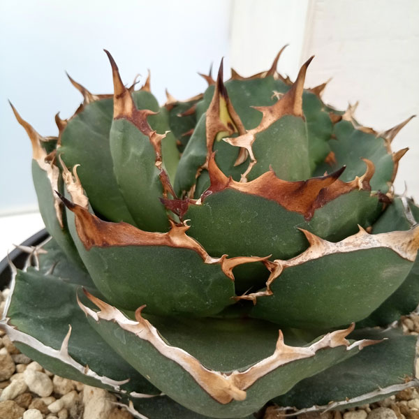 園芸ネット本店｜アガベ：オテロイ イラン産（チタノタ FO-076）7号