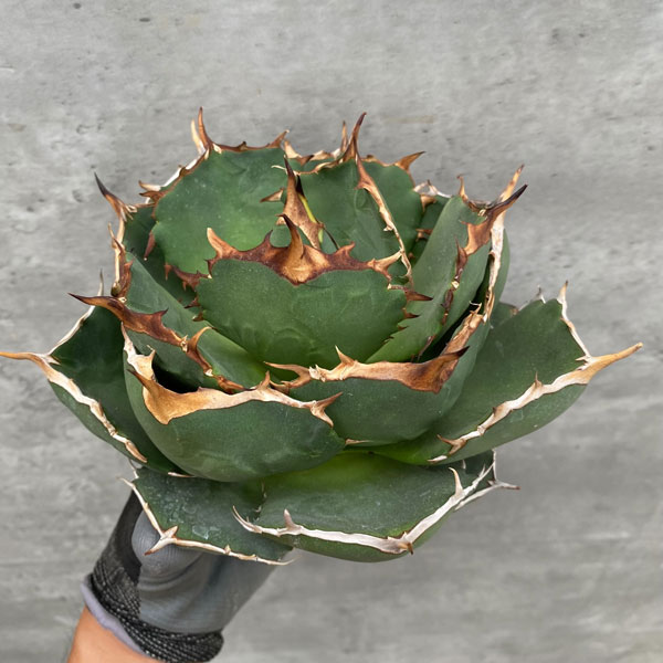 園芸ネット本店｜アガベ：オテロイ イラン産（チタノタ FO-076）7号