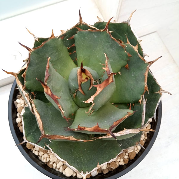 園芸ネット本店｜アガベ：オテロイ イラン産（チタノタ FO-076）7号