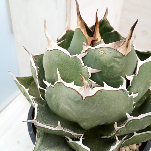 園芸ネット本店｜[送料無料]アガベ：オテロイ（チタノタ FO-076）5号