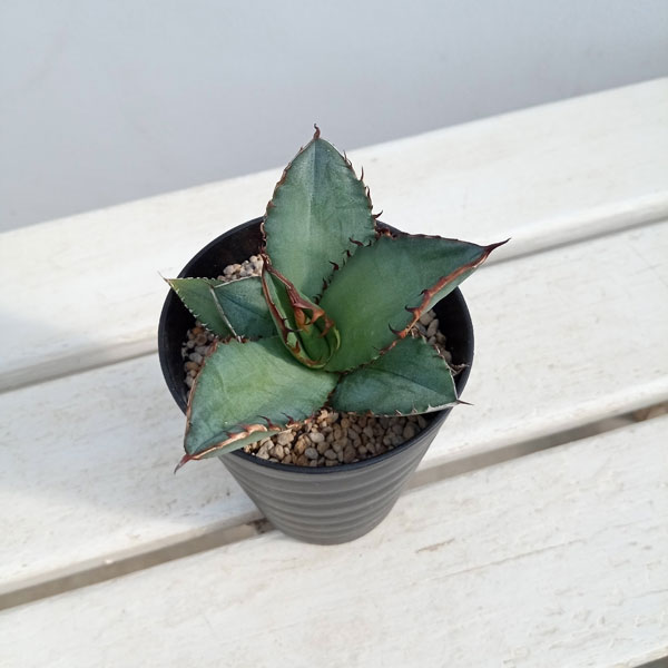 園芸ネット本店｜アガベ：チタノタ ブラック ファイヤー 3号鉢植え の