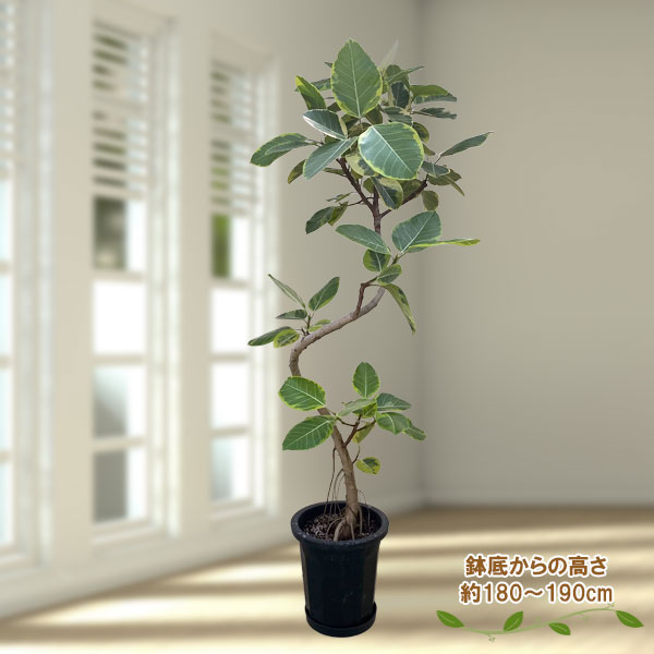 園芸ネット本店｜[送料無料]フィカス：アルテシマ 10号鉢植え（皿付き