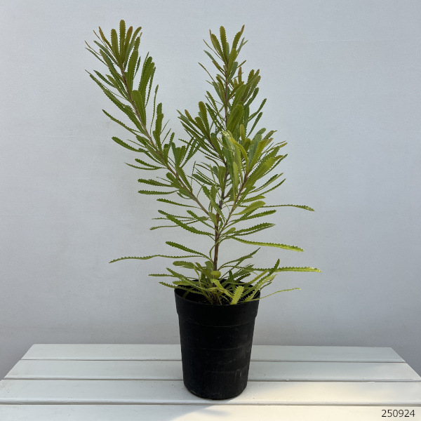 園芸ネット本店｜[ザ・ファームセレクト]バンクシア：アエムラ（ウォル