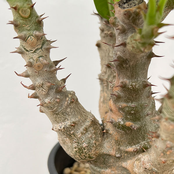 園芸ネット本店｜パキポディウム：ウィンゾリー（実生） 4号鉢植え23