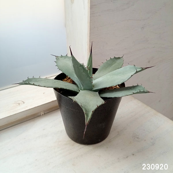 園芸ネット本店｜アガベ：パリー 6号鉢植え の通販【公式】