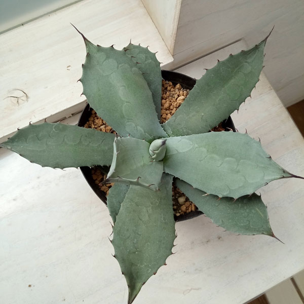 園芸ネット本店｜アガベ：パリー 6号鉢植え の通販【公式】