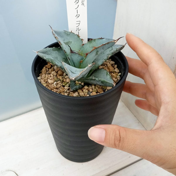 園芸ネット本店｜アガベ：チタノタ ブルー 3.5号鉢植え の通販【公式】