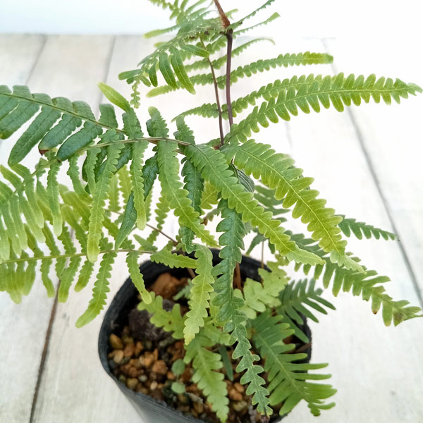 園芸ネット本店｜シダ：ウラジロシダ2.5号ポット の通販【公式】