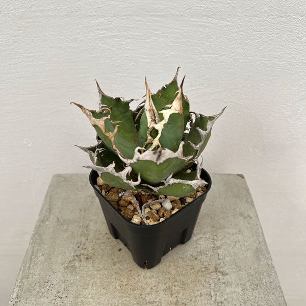 園芸ネット本店｜アガベ：チタノタ シーザー（凱撤） 8cm角鉢植え の