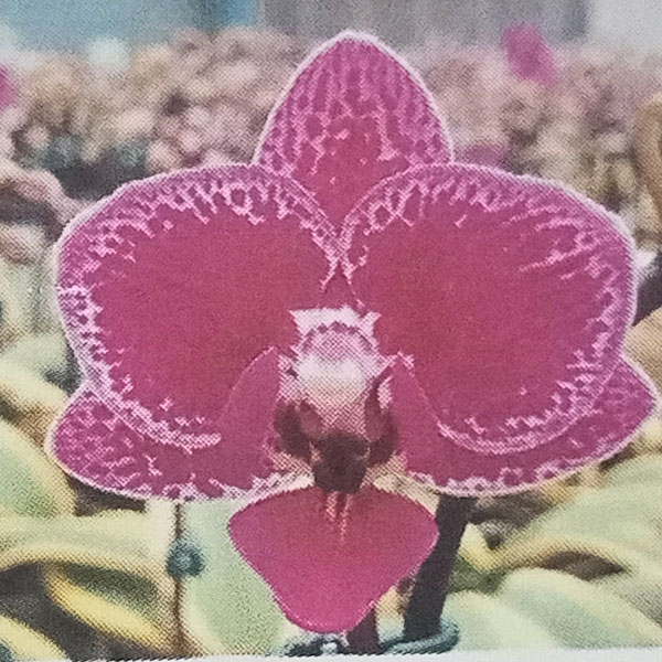 園芸ネット本店｜ファレノプシス：Chia E Yenlin 'A406' 2号ポット の