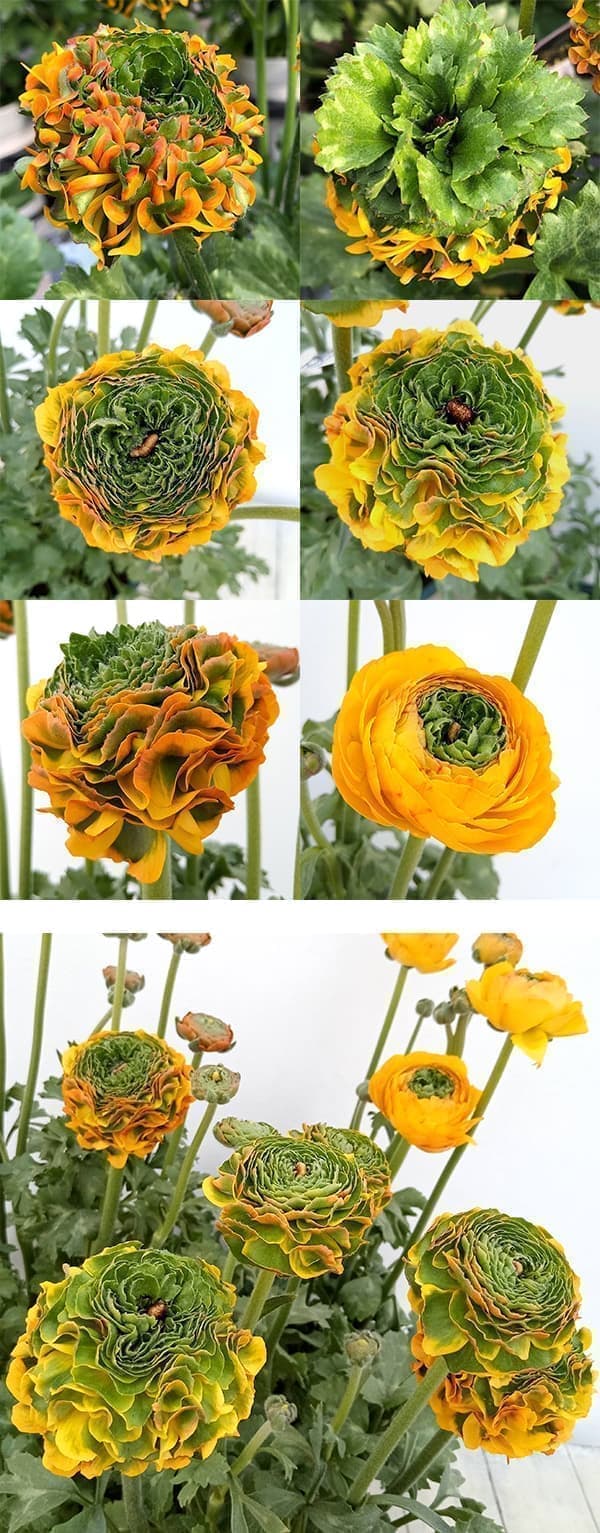 園芸ネット本店｜ラナンキュラス：ポンポン メルリーノ4号ポット苗 の