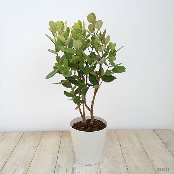 園芸ネット本店｜フェイジョア5号鉢植え の通販【公式】