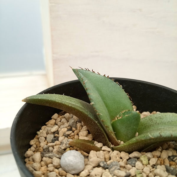 園芸ネット本店｜アガベ：チタノタ 黒豹 3号鉢植え の通販【公式】