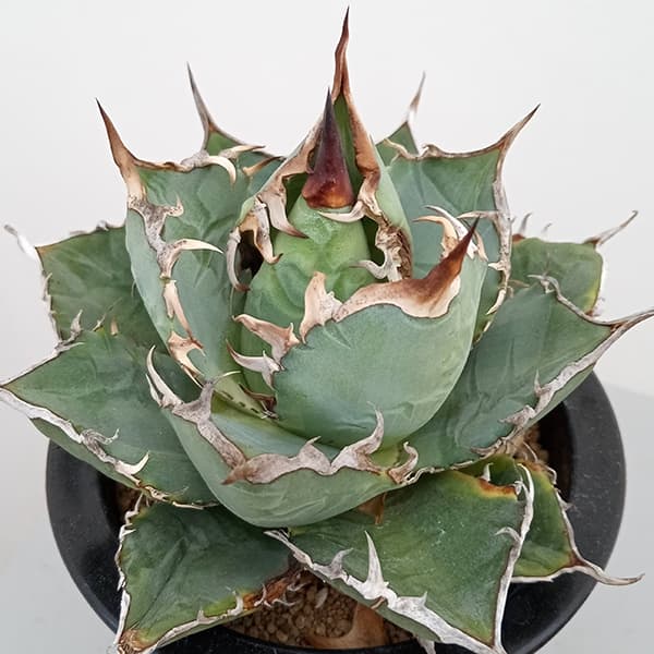 園芸ネット本店｜アガベ：チタノタ バリエガータ（覆輪斑） 3.5号23-01