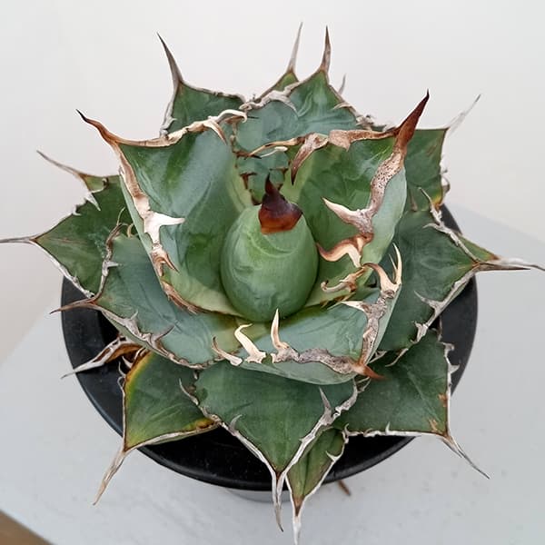 園芸ネット本店｜アガベ：チタノタ バリエガータ（覆輪斑） 3.5号23-03