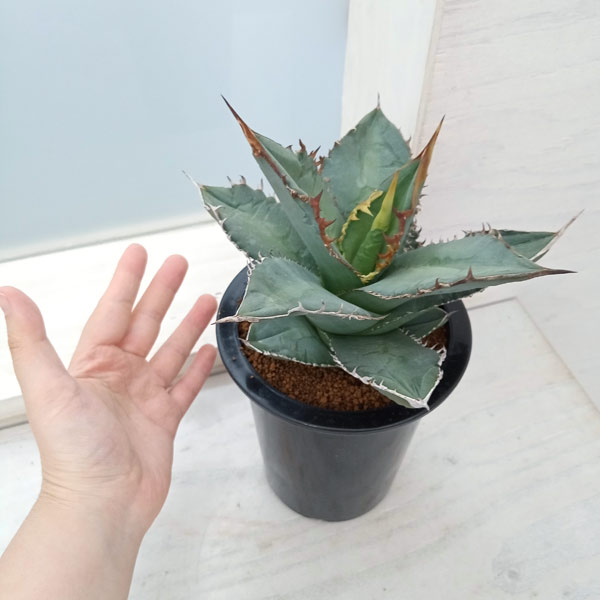 園芸ネット本店｜アガベ：オテロイ（チタノタ FO-076 エフオーゼロ