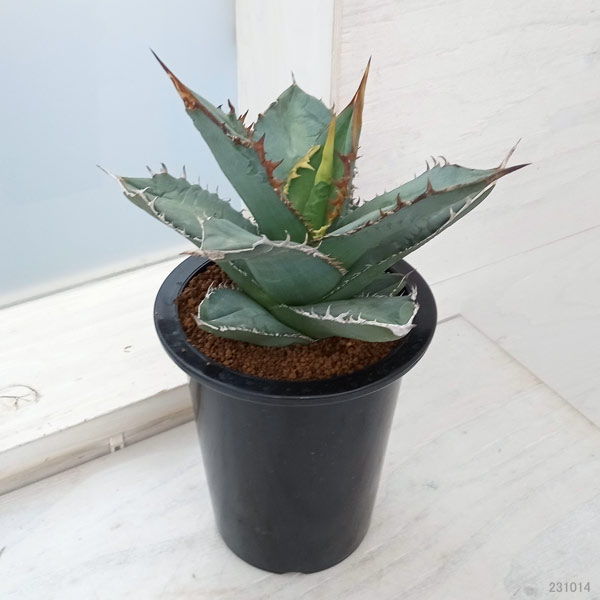 園芸ネット本店｜アガベ：オテロイ（チタノタ FO-076 エフオーゼロ