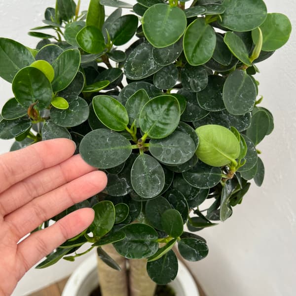 園芸ネット本店｜ガジュマル：パンダガジュマル 8号鉢植え** の通販