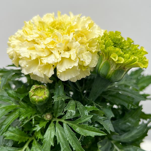 園芸ネット本店｜マリーゴールド ：ホワイトゴールドマックス4.5号