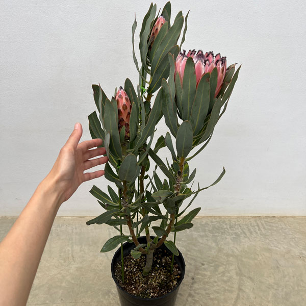 園芸ネット本店｜プロテア：オーストラリスピンク 7号鉢植え25-01 の
