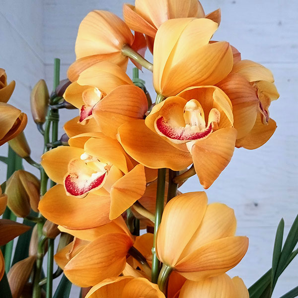 園芸ネット本店｜シンビジウム：マロンケーキ3本立ち6号鉢植えアーチ