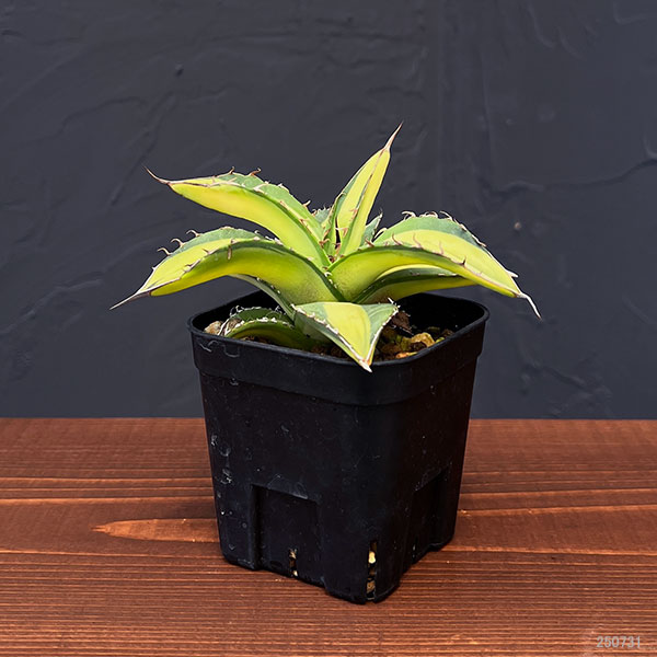 園芸ネット本店｜アガベ：チタノタ No.1 白中斑 6cmスクエア鉢植え23