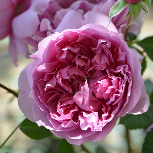 園芸ネット本店｜ロサ・オリエンティス・プログレッシオ：プリマ