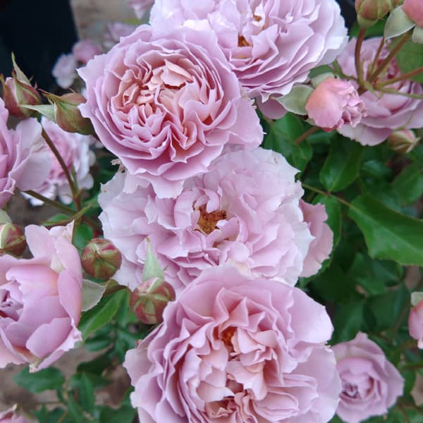 園芸ネット本店｜ロサ・オリエンティス・プログレッシオ：シャーウッド