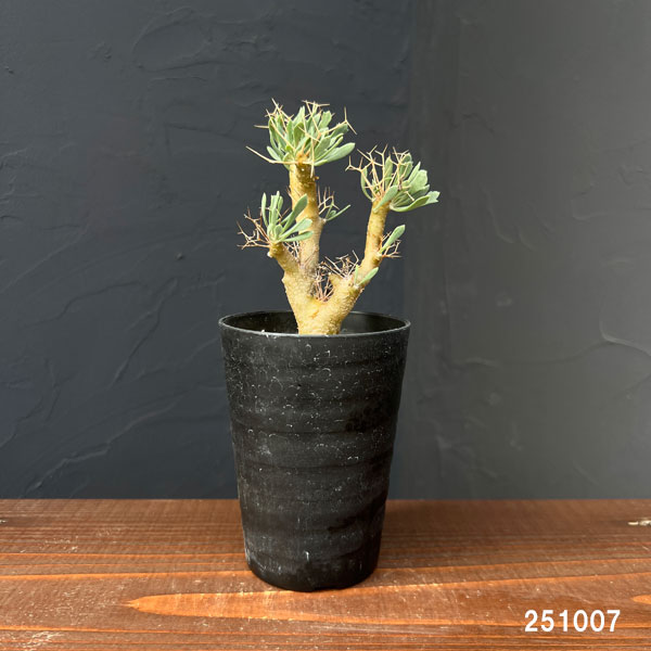 園芸ネット本店｜オトンナ：ユーフォルビオイデス（Sサイズ） 3号