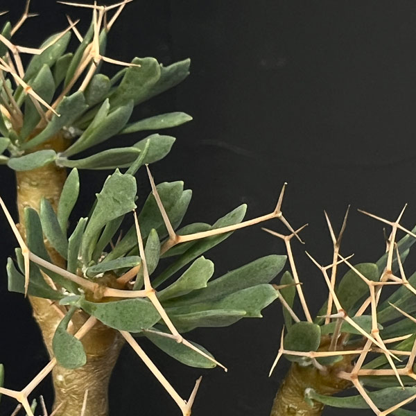 園芸ネット本店｜オトンナ：ユーフォルビオイデス（Sサイズ） 3号