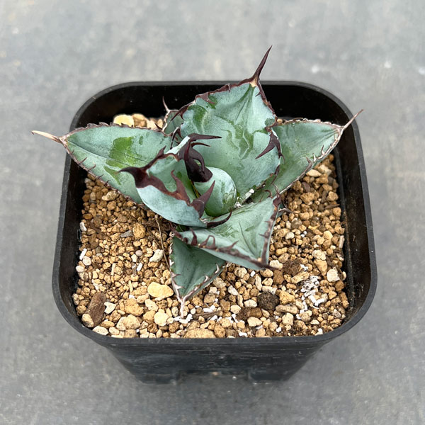 園芸ネット本店｜アガベ：チタノタ ブラック ＆ ブルー タワータイプ