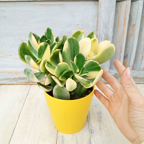 園芸ネット本店｜カゲツ（金のなる木）：キラメキ 4号鉢植え の通販