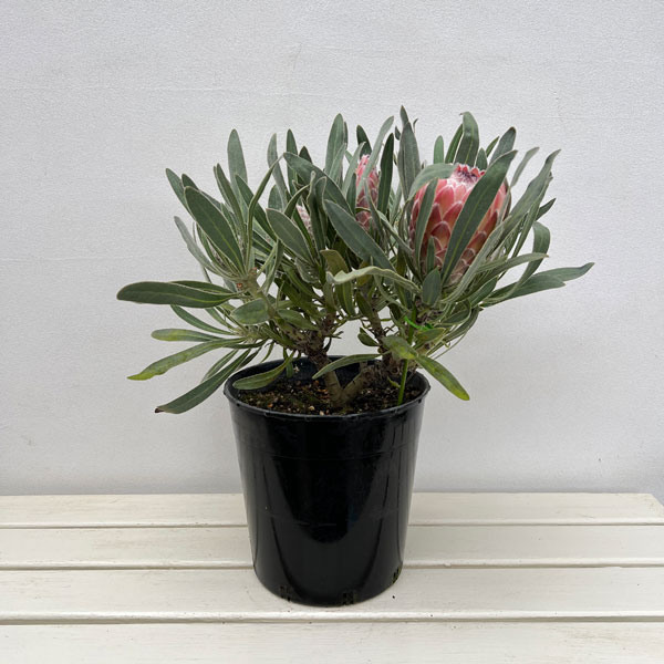 園芸ネット本店｜プロテア：ジュリエット7号25-05（5F） の通販【公式】