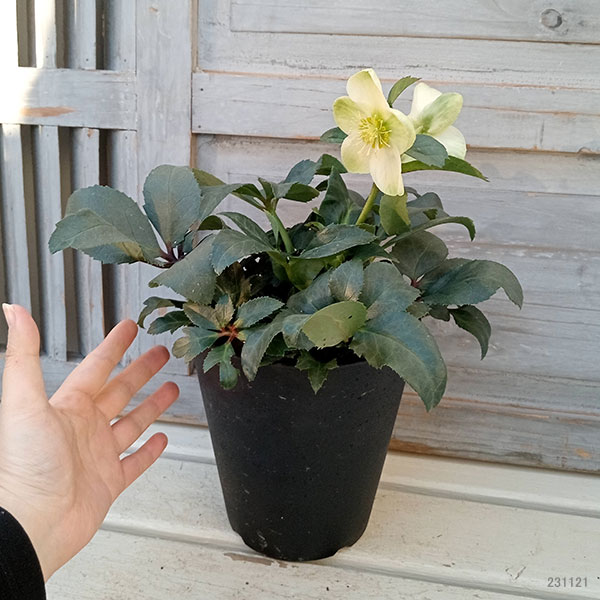 園芸ネット本店｜クリスマスローズ（原種交配）：*HGCアイスブレーカー